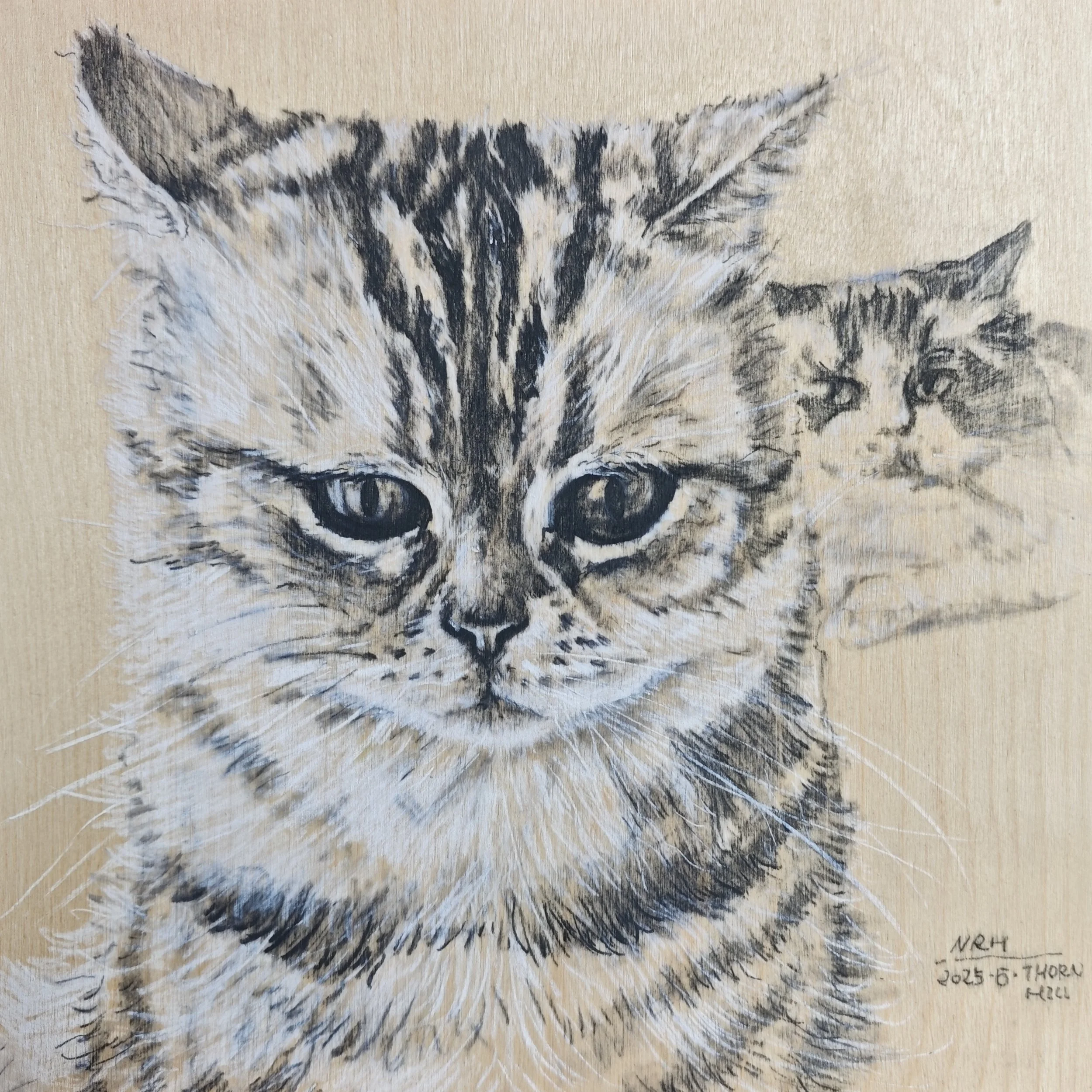 cat | Narenhua